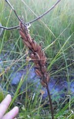 Dactylorhiza maculata