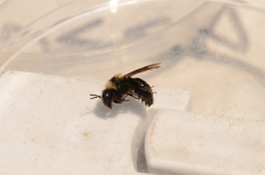 Melandrena