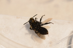 Melandrena