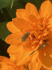 Sparnopolius confusus