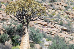 Aloidendron dichotomum