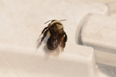 Melandrena