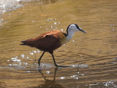 Actophilornis africanus