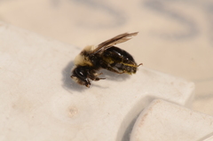 Melandrena