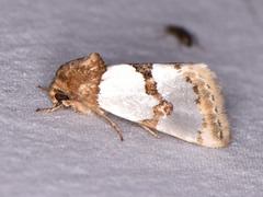 Schinia chrysellus