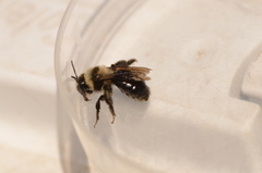 Melandrena