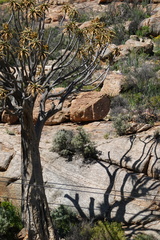 Aloidendron dichotomum