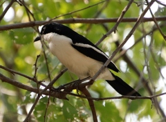 Laniarius bicolor