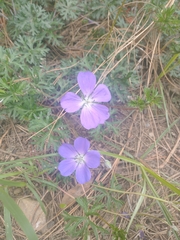 Geranium potentillifolium