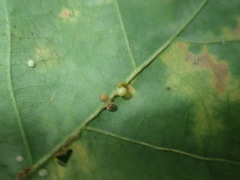 Neuroterus anthracinus