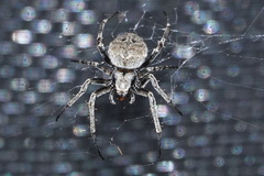 Neoscona nautica