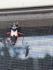 Microtomus purcis