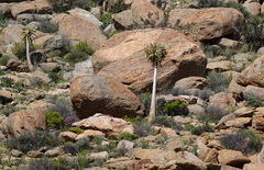 Aloidendron dichotomum