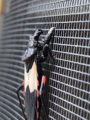 Microtomus purcis