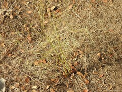 Pimpinella villosa