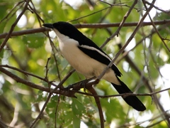 Laniarius bicolor