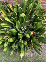 Clivia