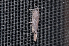 Paurotarsus