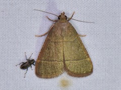Hypsopygia nostralis
