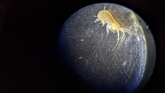 Eumalacostraca