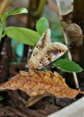 Diastema tigris