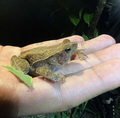 Rhinella alata