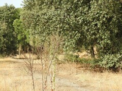 Verbascum pulverulentum