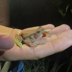 Rhinella alata