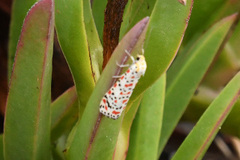 Utetheisa pulchella