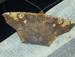 Paragonia cruraria