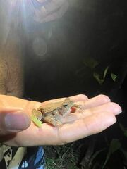Rhinella alata