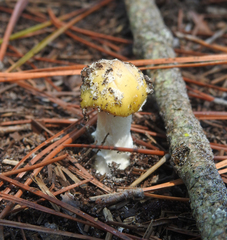 Amanita persicina