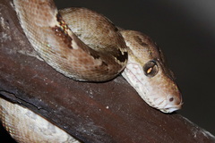 Corallus hortulana