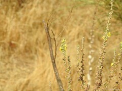 Verbascum pulverulentum