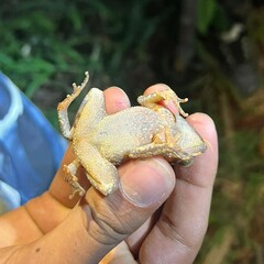 Rhinella alata