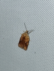 Acleris notana