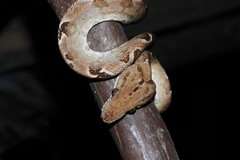 Corallus hortulana
