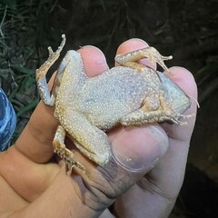 Rhinella alata