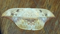 Oxytenis modestia