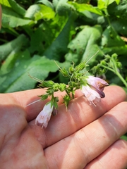 Symphytum officinale