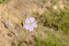 Linum