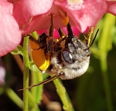 Anthophora