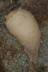 Aglaja ocelligera
