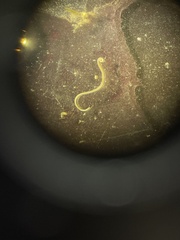 Nematoda