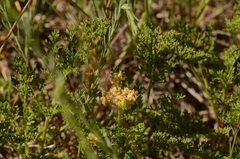 Apioideae