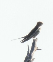 Cecropis abyssinica