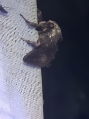 Limacodidae