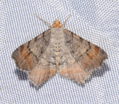Macaria adonis