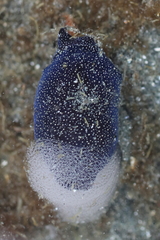 Aglaja ocelligera