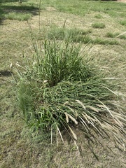 Bothriochloa laguroides